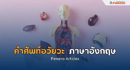 คำศัพท์อวัยวะในร่างกาย ภาษาอังกฤษ