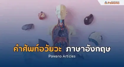 คำศัพท์อวัยวะในร่างกาย ภาษาอังกฤษ