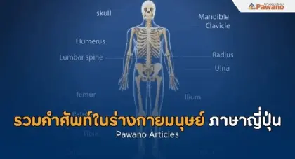 รวมคำศัพท์ในร่างกายมนุษย์ เป็นภาษาญี่ปุ่น