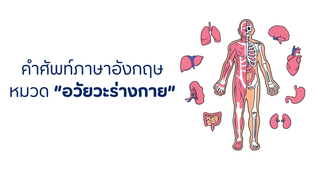 คำศัพท์อวัยวะในร่างกาย ภาษาอังกฤษ